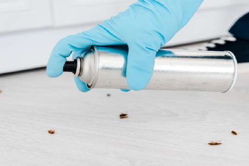 مكافحة الحشرات في التجمع الخامس